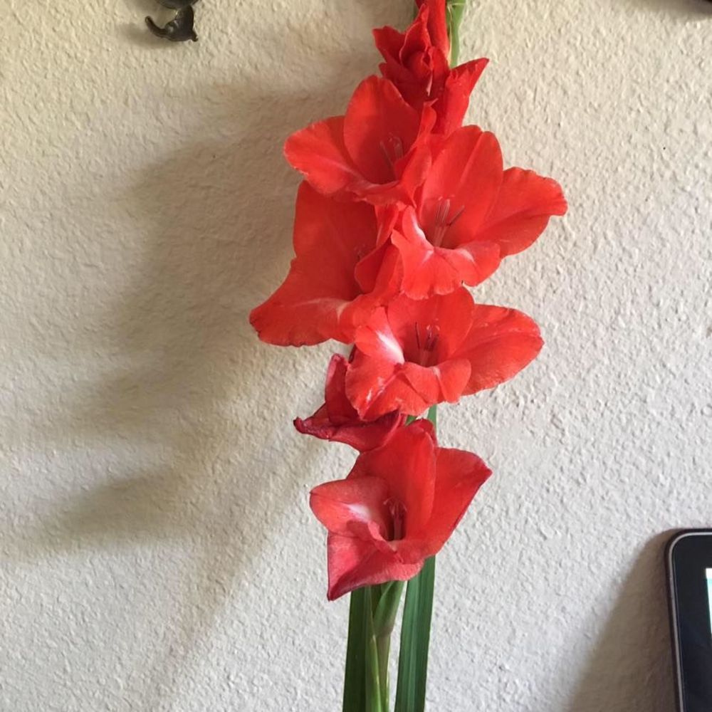 Meet your Posher, Claudia